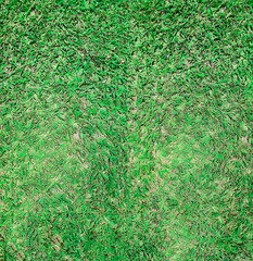 texture of green grass
