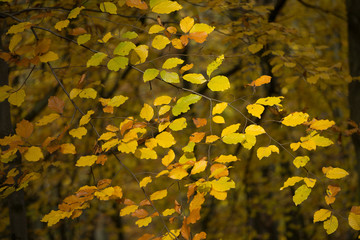 Gelb verfärbtes Herbstlaub