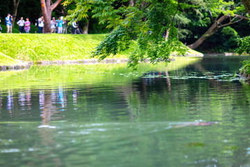 夏　日本庭園　自然　緑