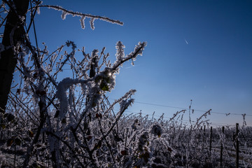 Weinberge Reben im Winter