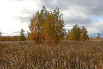 autumn landscape with trees and blue sky