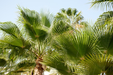 Tropical beach landscape with palm trees at sunset. Paradise design banner background. Vintage...