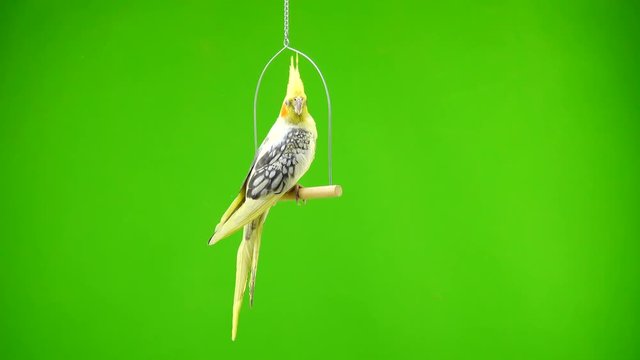 Corella parrot isolated on green screen