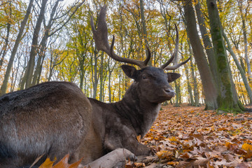 Damhirsch (Dama dama)
