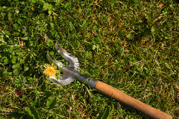 Obraz premium Small hand rake on the lawn