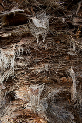 The texture of the trunk of palm tree. Natural background, wood texture.