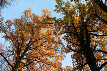 yellow tree in autumn