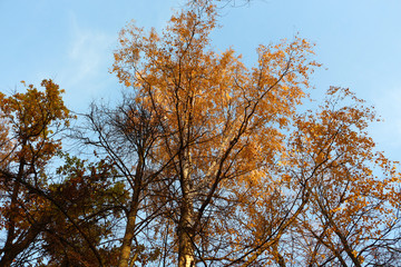tree in autumn
