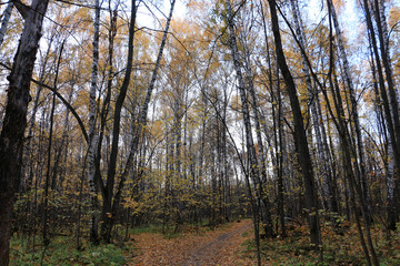 forest in autumn