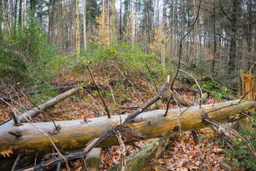 Herbstwald
