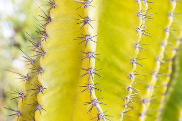 The small spiky spikes of the yellow cactus tree.