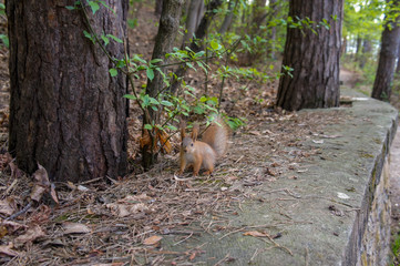 red squirrel in a walk in the woods on a Sunny day.