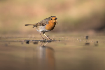 Pettirosso mangia un verme su una lastra di ghiaccio (Erithacus rubecula)