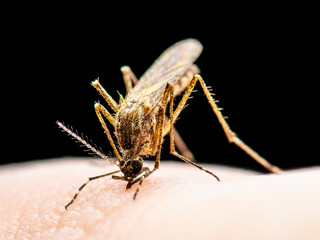 Yellow Fever, Malaria or Zika Virus Infected Mosquito Insect Bite Isolated on Black Background