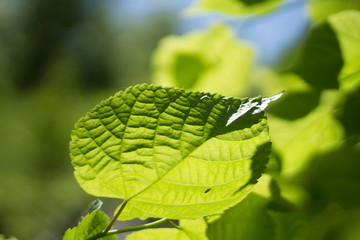 Summer background to insert text. Copy paste. Green maple leaves against the blue sky. Bright sun...