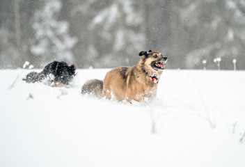 Spanischer Schäferhund Garafiano-Mix