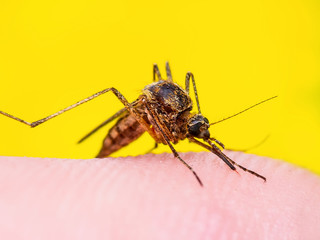 Yellow Fever, Malaria, Dengue or Zika Virus Infected Mosquito Insect Macro on Yellow Background