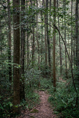 Obraz premium National Park of Zhangjiajie