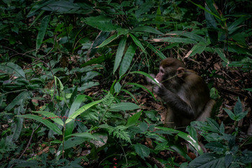 Naklejka na ściany i meble Monkeys at the National Park of Zhangjiajie