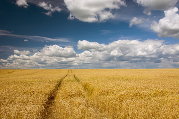 Wheel tracks in a field with grain, white clouds and blue sky