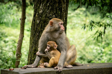 Monkeys at the National Park of Zhangjiajie