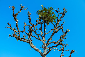 Tree without leaves