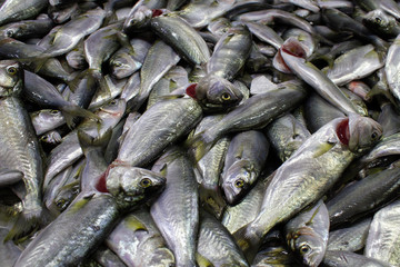 Fresh, raw Pomatomidae (Cinekop) fish