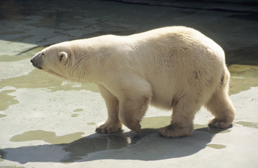 Obraz na płótnie Canvas Svalbard; Polar Bear