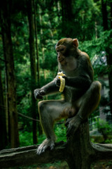 Monkeys at the National Park of Zhangjiajie