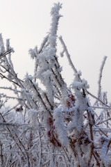 Obraz premium Weinberge Reben im Winter