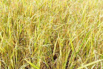 Close up of paddy rice plant