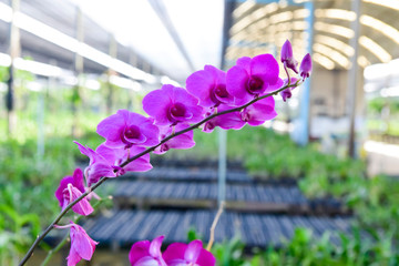 pink Phalaenopsis or Moth dendrobium Orchid flower in winter or spring day tropical garden Floral...