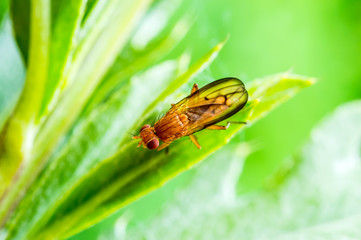 Exotic Drosophila Fruit Fly Diptera Insect on Plant Leaf