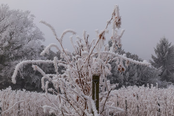 Weinberge Reben im Winter