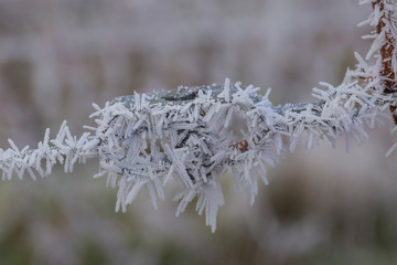 Weinberge Reben im Winter