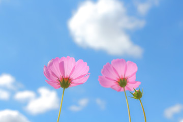 Cosmos flowers blooming.