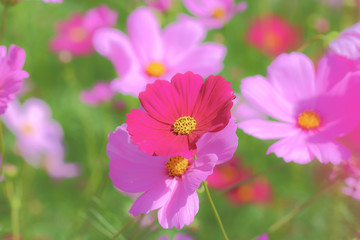 Fototapeta premium Cosmos flowers blooming.