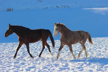 horses trotting through the snow, thoroughbred English race and American curly horses in the winter run