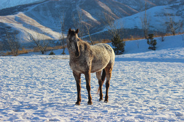 beautiful appaloosa horse stands in the mountains in winter on a sunny day, spotted American