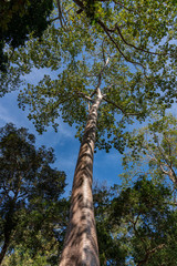 Fototapeta premium Big tall tree at Angkor, Cambodia