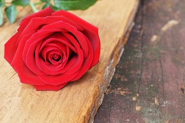 Lovely red color rose flower blossom on wood texture background, sweet valentine present concept, valentine's day rose