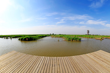Wetland park scenery