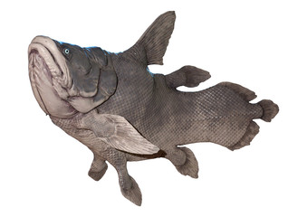 3D Rendering Mawsonia Fish on White