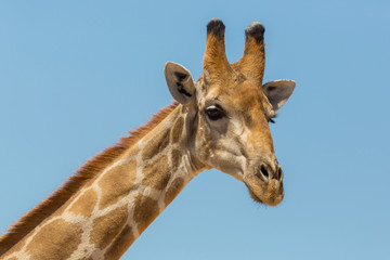 side view portrait of male giraffe neck and head in blue sky