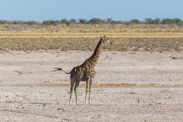 one male giraffe  standing in sandy savanna, sunshine blue sky