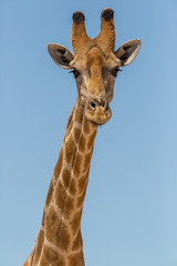 Fototapeta premium widok z przodu portret męskiej szyi i głowy żyrafa, błękitne niebo