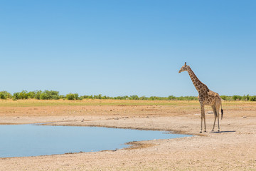 one male giraffe standing alone on waterhole, blue sky