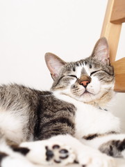 Fototapeta premium 椅子の背に持たれて眠る猫