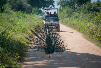 Peacock with an open tail stopped on the road in front of a jeep on a safari in a national park