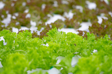 Fresh hydroponic vegetable row in farm. Agricultural plants organic vegetable salad in garden.